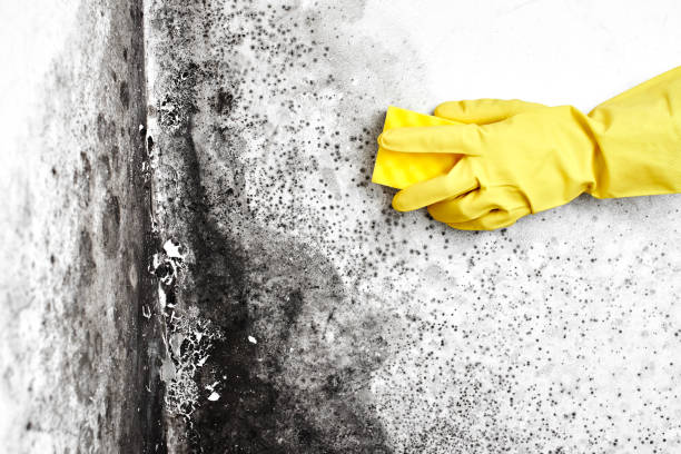 Best Professional Mold Removal  in Heyville, AL
