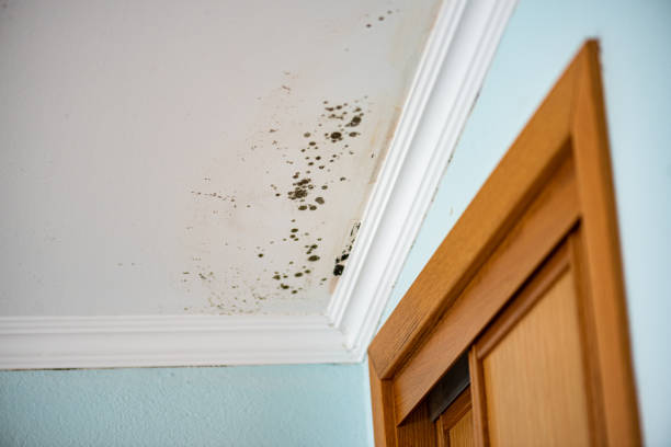 Best Certified Mold Removal  in Heyville, AL
