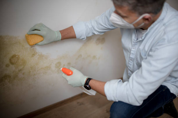 Mold Testing and Removal in Haleyville, AL