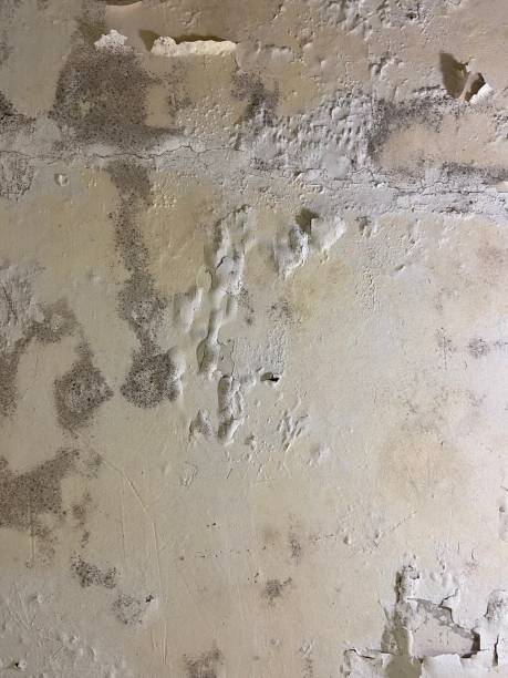 Best Attic Mold Removal  in Heyville, AL